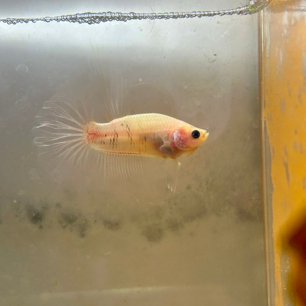 Ghost Halfmoon - Male Betta