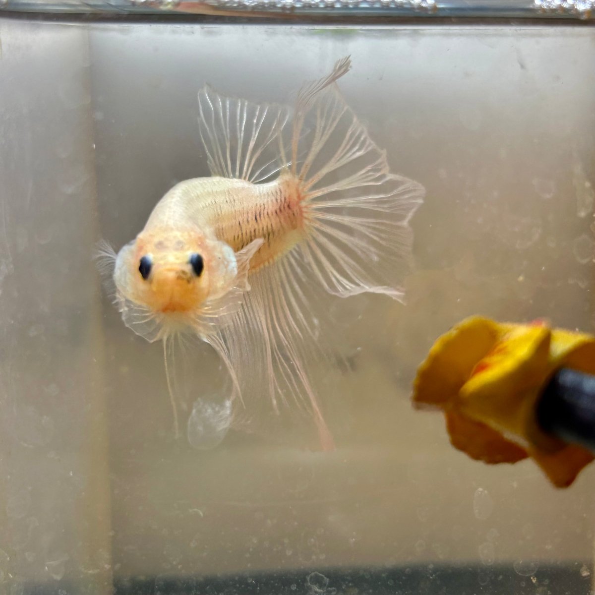 Ghost Halfmoon - Male Betta