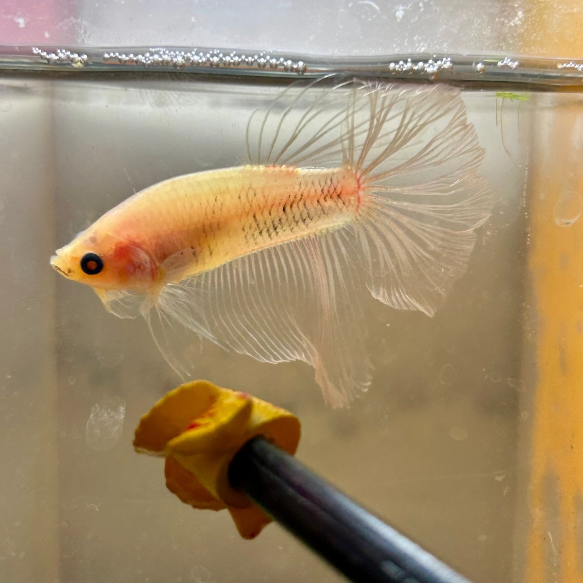 Ghost Halfmoon - Male Betta