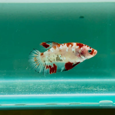 Giant Koi Red Cellophane S92 Plakat - Female Betta