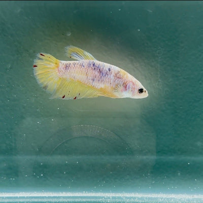 Giant Koi Yellow S91 Plakat - Female Betta