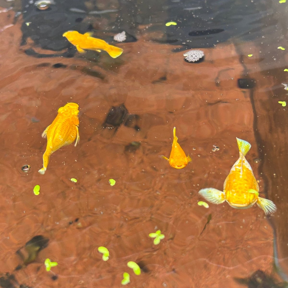 Gold Round Balloon Molly