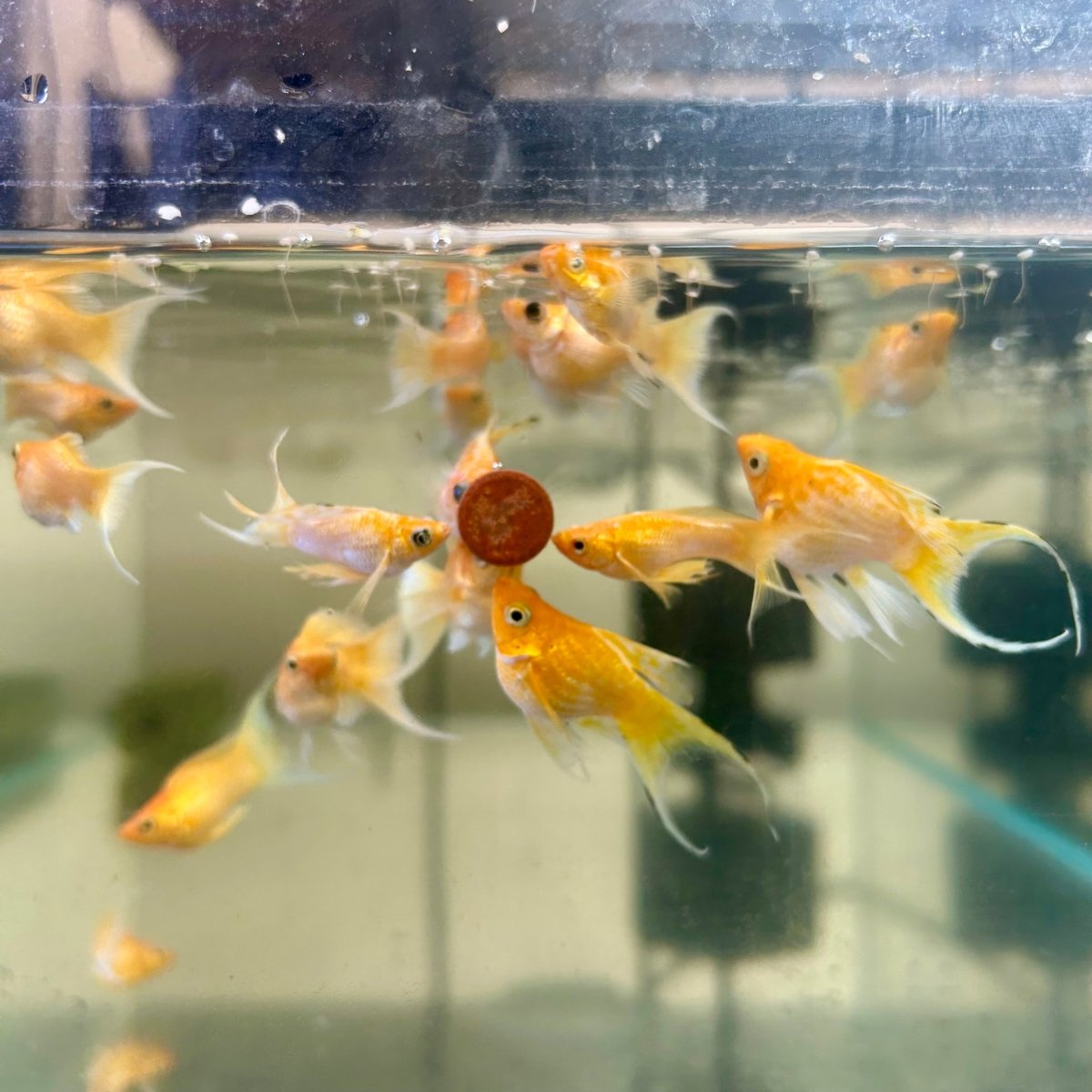 Gold Sakura Balloon Lyre tail Molly