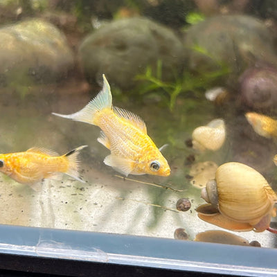 Gold Sakura Lyretail Molly