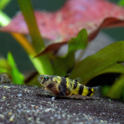 Golden Banded Bumblebee Goby (Brachygobius nunus)