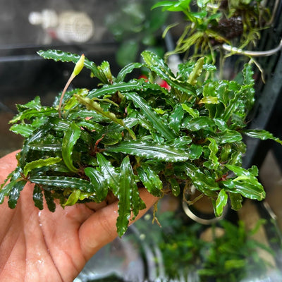 Green Bucep on Media