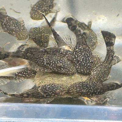 Green Dragon - Pleco Homebred