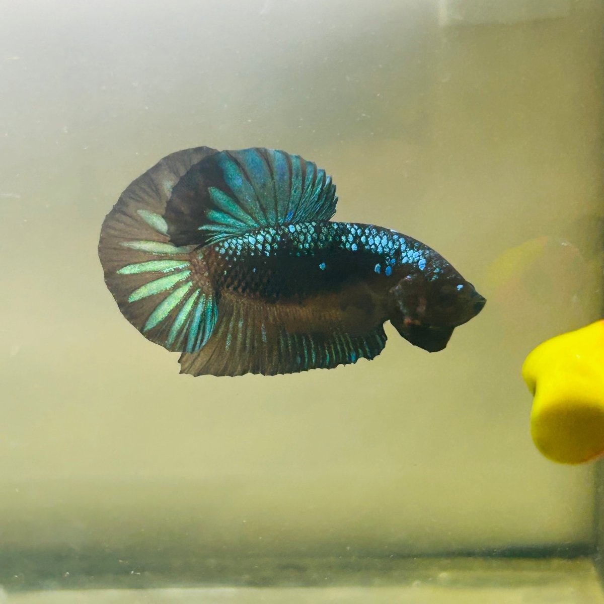 Green Samurai Plakat - Male Betta 172