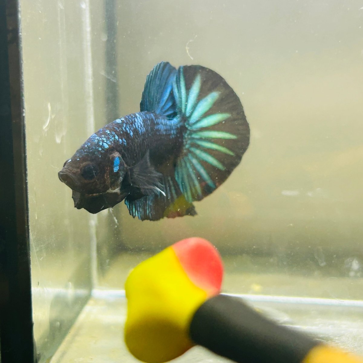 Green Samurai Plakat - Male Betta 172