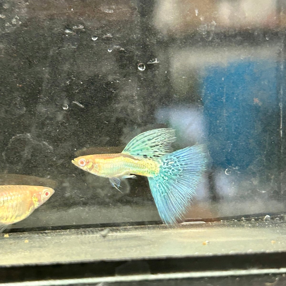 Guppy Fish Albino Blue Grass