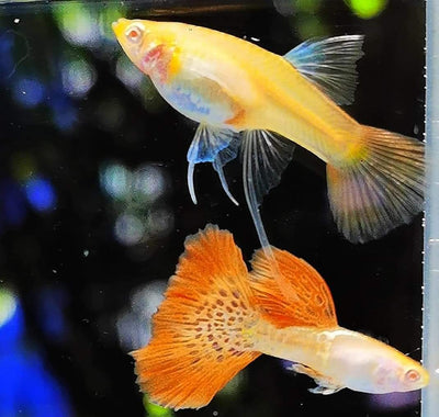 Guppy Fish Albino Metal Red Lace