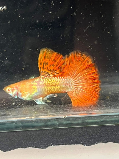 Guppy Fish Albino Red Dragon