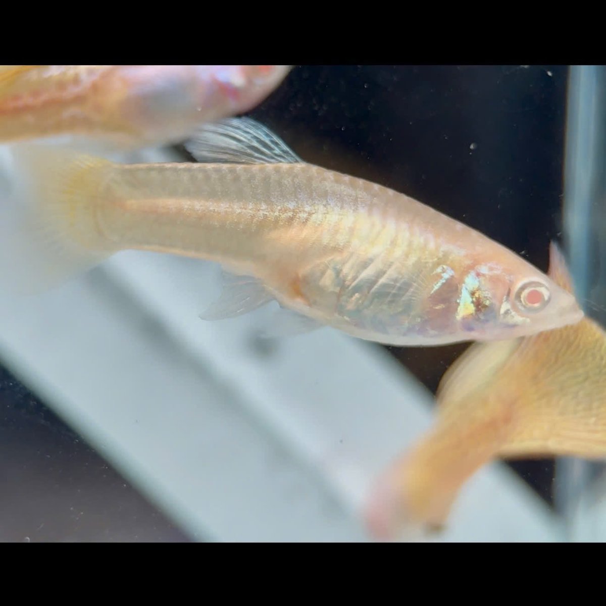 Guppy Fish Albino Yellow Lace