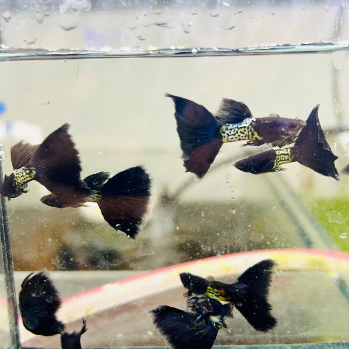 Guppy Fish Black Metal Live Guppy Fish Male guppy