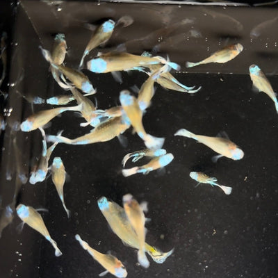 Guppy Fish Blue Koi Short Body