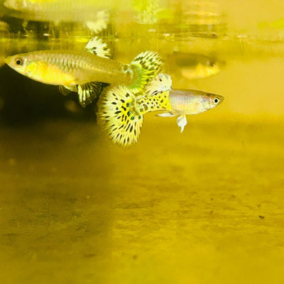 Guppy Fish Yellow Cleopard