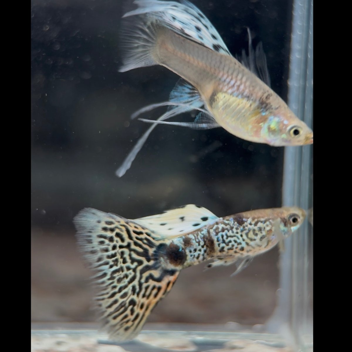 Guppy Fish Yellow King Tiger Cobra