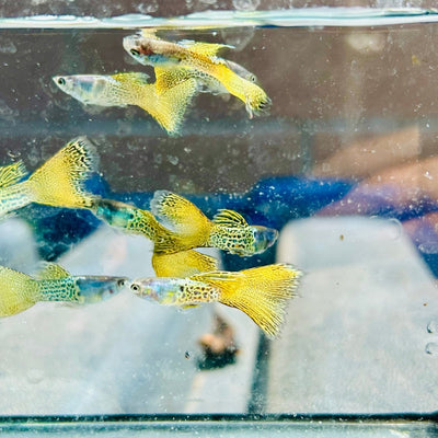Guppy Fish Yellow Lace Live Guppy Fish Male guppy