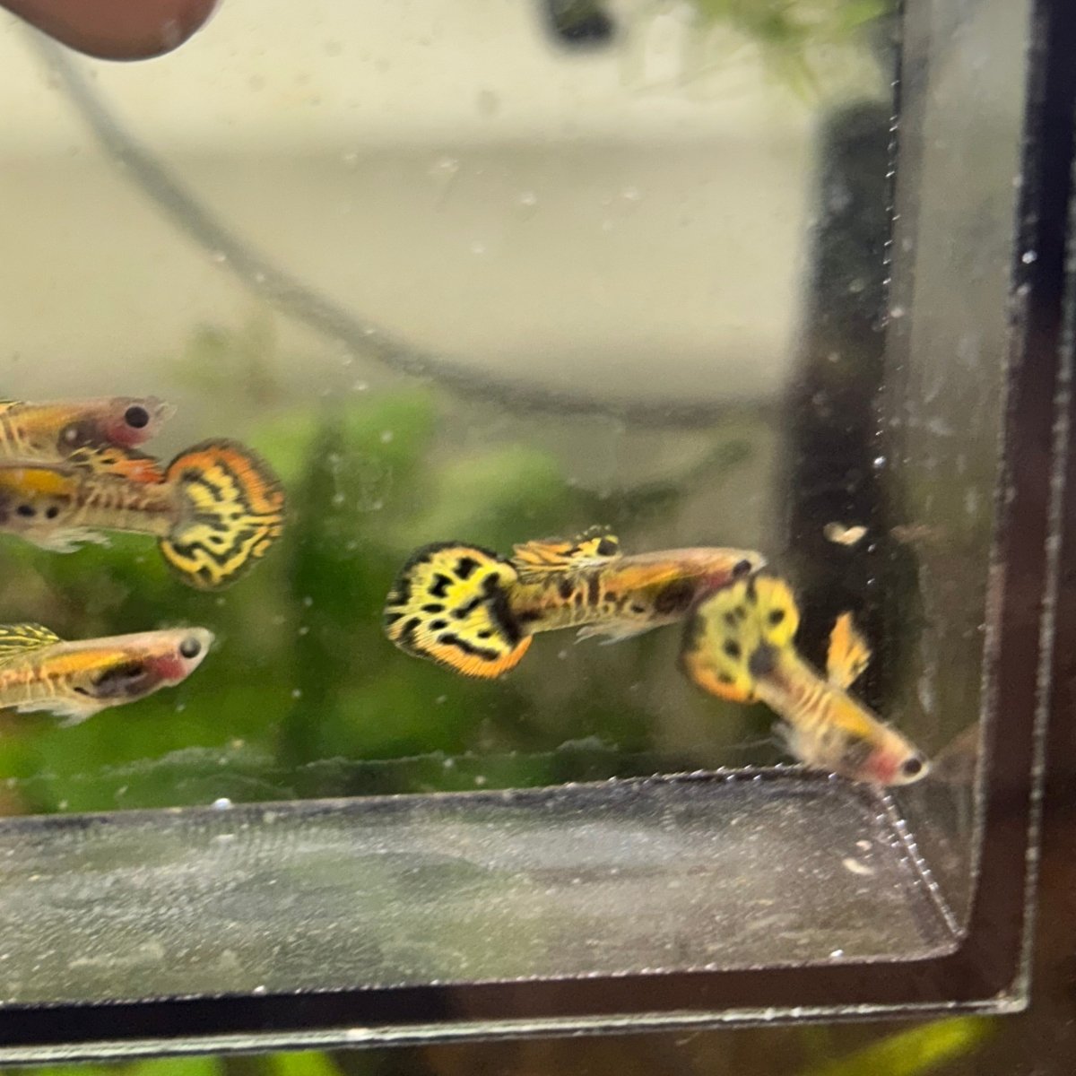 Guppy Fish Yellow Moisac