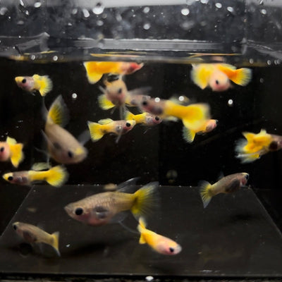 Guppy Fish Yellow Short Glass Belly