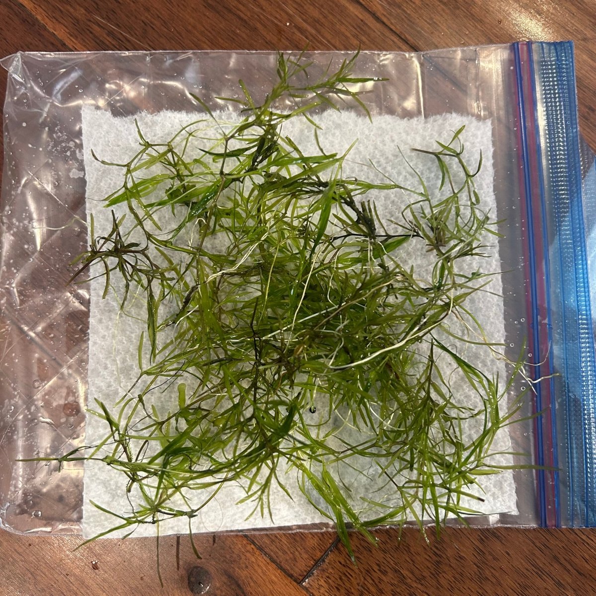 Guppy Grass