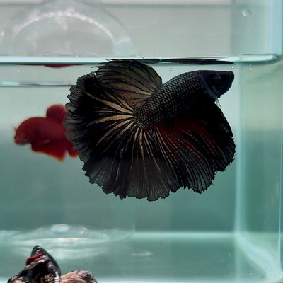 Halfmoon Black Copper Male Betta M10