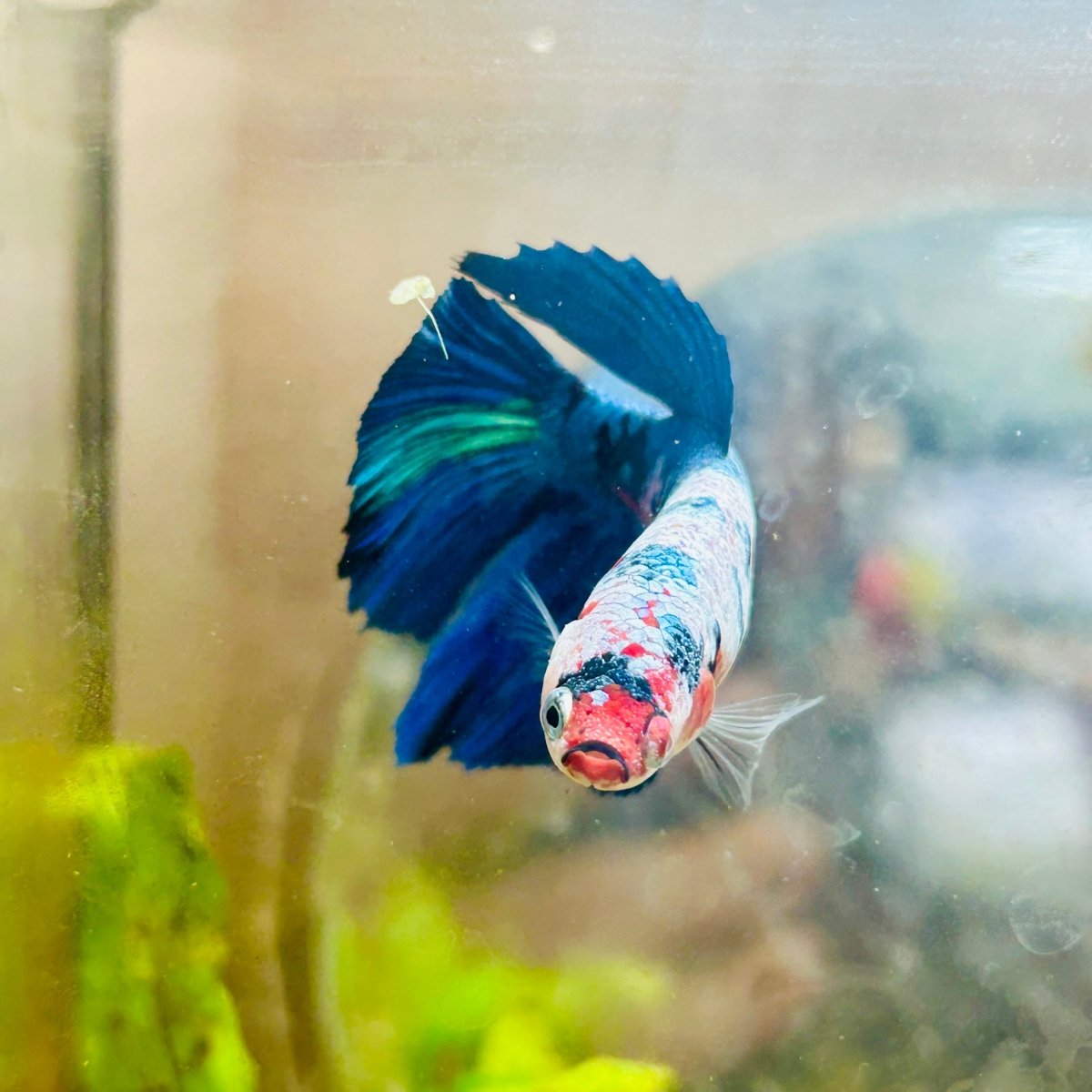 Halfmoon Black Green Eye Female Betta 149 Female betta