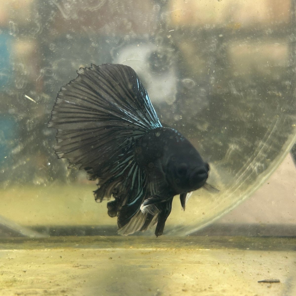 Halfmoon Black Star Male Betta J22