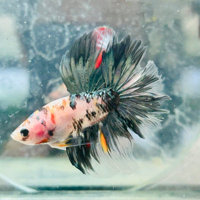 Halfmoon Koi Copper Male Betta J53