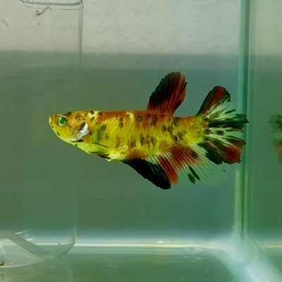 Halfmoon Koi Green Eye Female Betta Ju57 Female betta