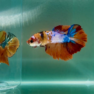Halfmoon Koi Multicolor Female Betta Au83 Live Betta Fish Female betta