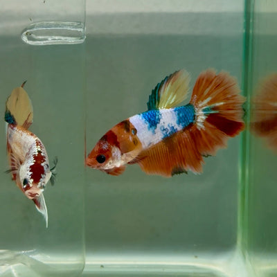 Halfmoon Koi Multicolor Female Betta Ju35 Female betta