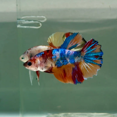 Halfmoon Koi Multicolor Female Betta Ju36 Female betta