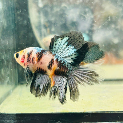 Halfmoon Koi Multicolor Male Betta 122