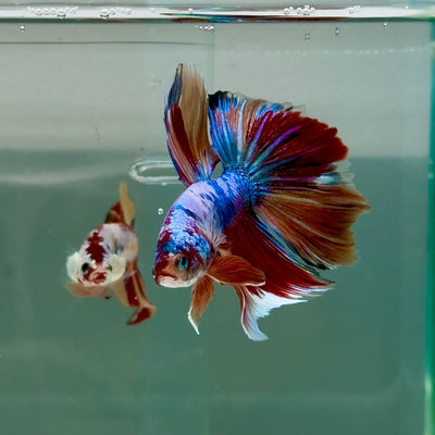 Halfmoon Koi Multicolor Male Betta Ju32 Male betta