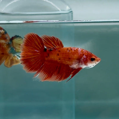 Halfmoon Koi Red Female Betta Au82 Female betta