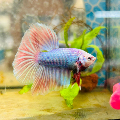 Halfmoon Light Purple Metallic Male Betta 111