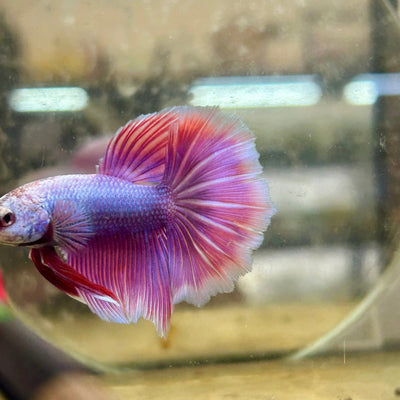 Halfmoon Male Betta Purple Pink 127