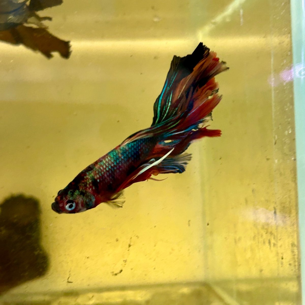 Halfmoon Multicolor Koi Male Betta S60
