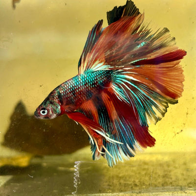 Halfmoon Multicolor Koi Male Betta S60