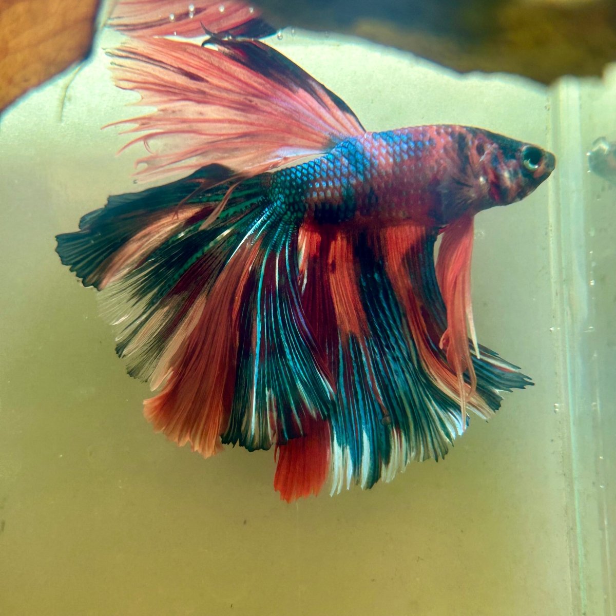 Halfmoon Multicolor Koi Male Betta S60