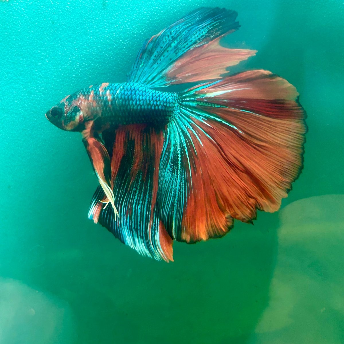 Halfmoon Multicolor Nemo Male Betta S41
