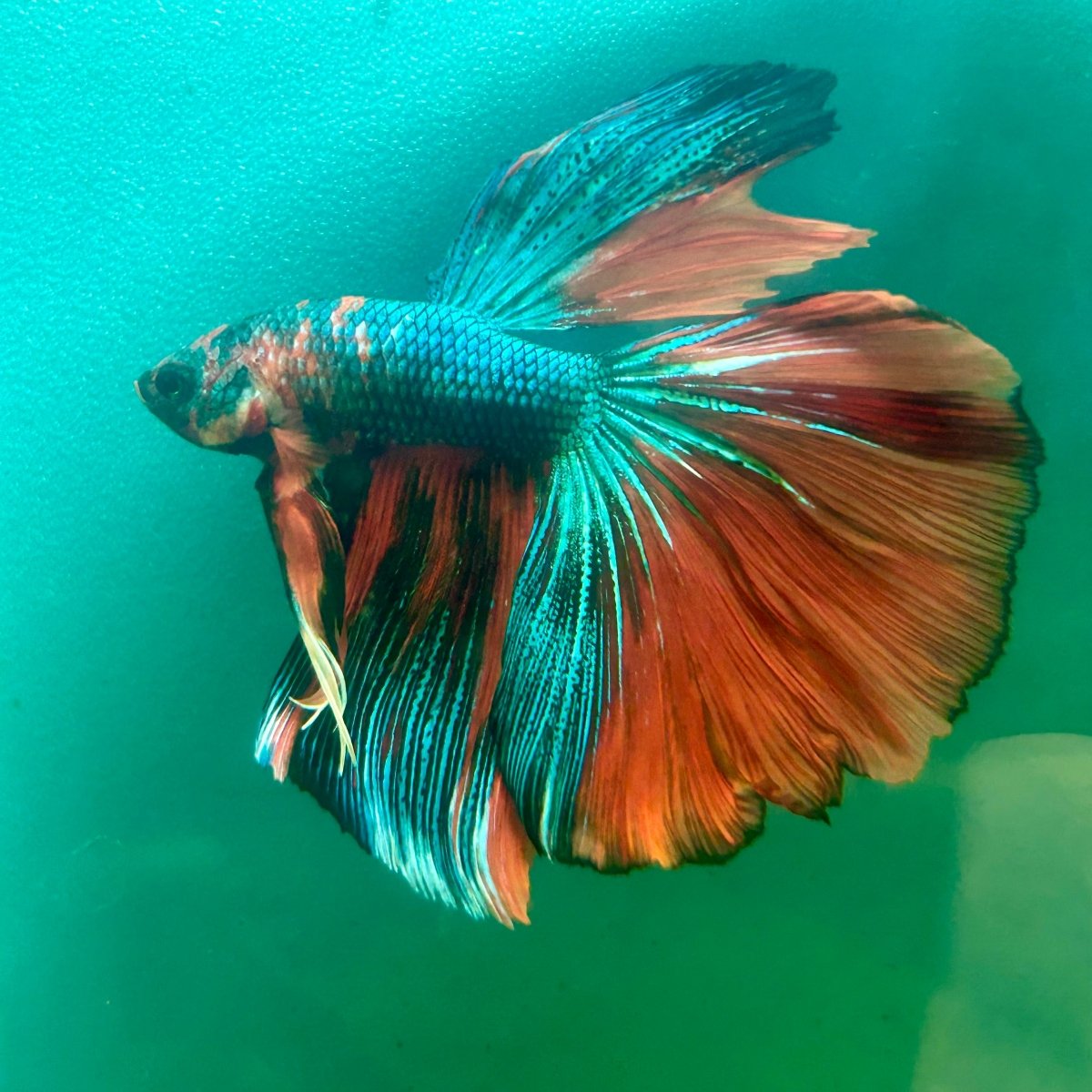 Halfmoon Multicolor Nemo Male Betta S41