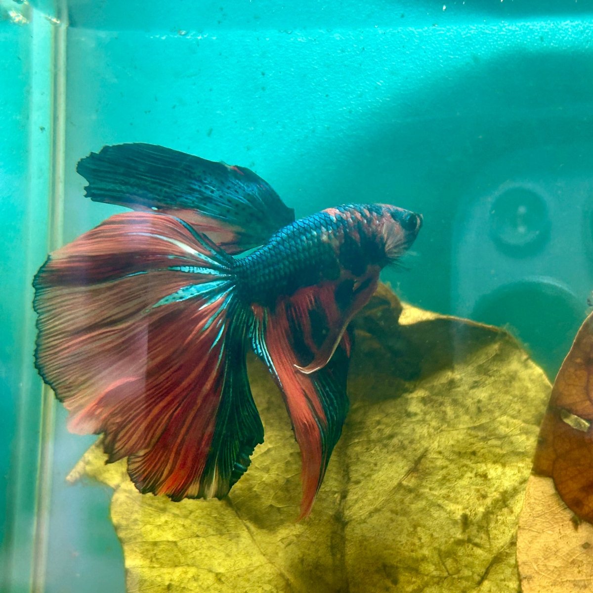 Halfmoon Multicolor Nemo Male Betta S41