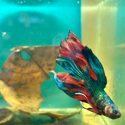 Halfmoon Multicolor Nemo Male Betta S41