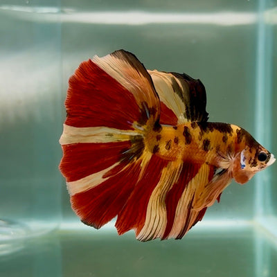 Halfmoon Nemo Multicolor Male Betta Au77 Male betta