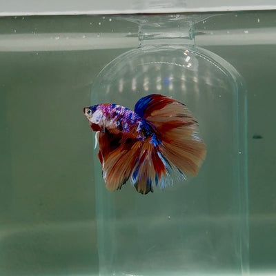 Halfmoon Nemo Multicolor Male Betta D08