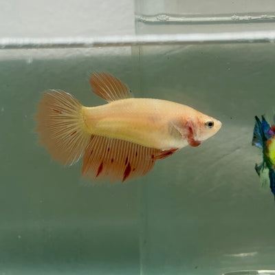 Halfmoon Pink Dot Female Betta Jul41 Female betta
