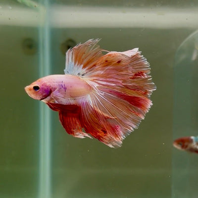 Halfmoon Pink Dot Male Betta D05
