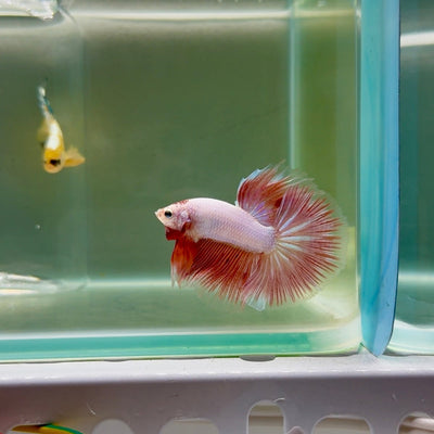 Halfmoon Pink Dot Male Betta F27